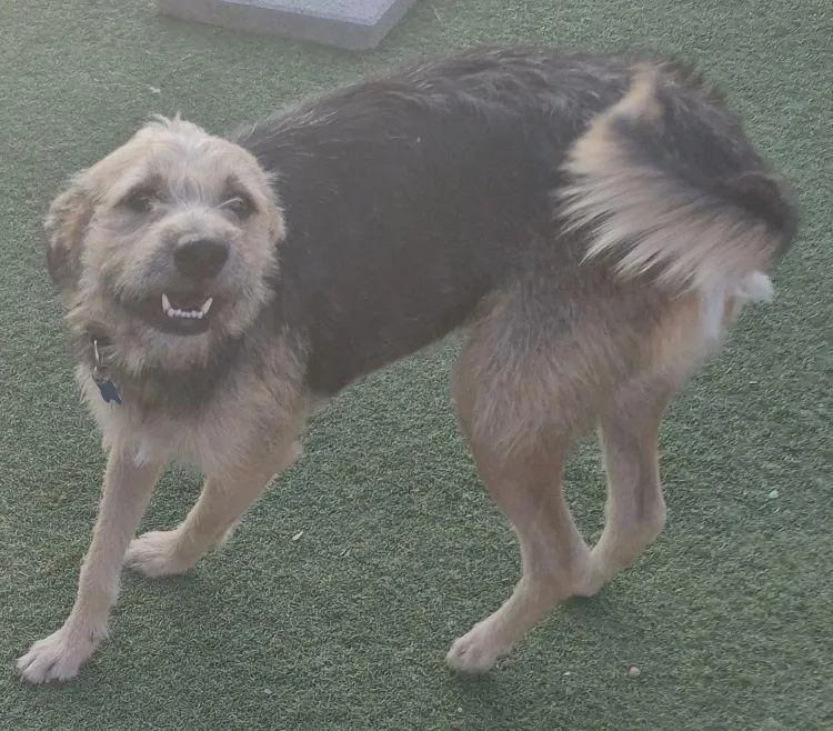 An adult medium-sized female Bicolor Border Terrier dog named Tammy for adoption in Carrollton, TX