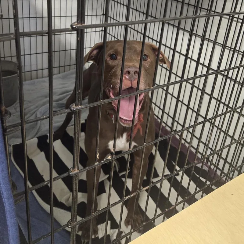 An adult medium-sized male Brown / Chocolate Pit Bull Terrier dog named Steven for adoption in Lake Panasoffkee, FL