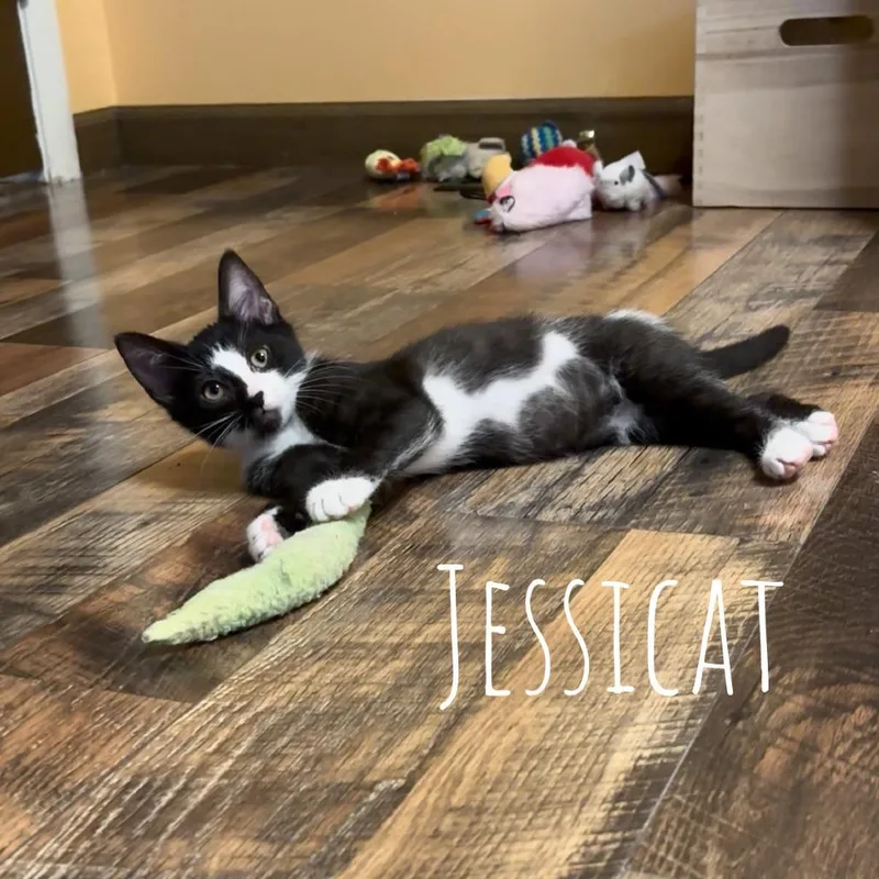 A baby small-sized female Black Domestic Short Hair cat named Jessicat for adoption in Washington, PA