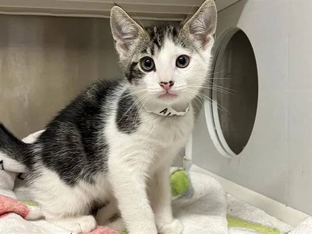 A baby small-sized male Domestic Short Hair cat named Danny for adoption in Tustin, CA