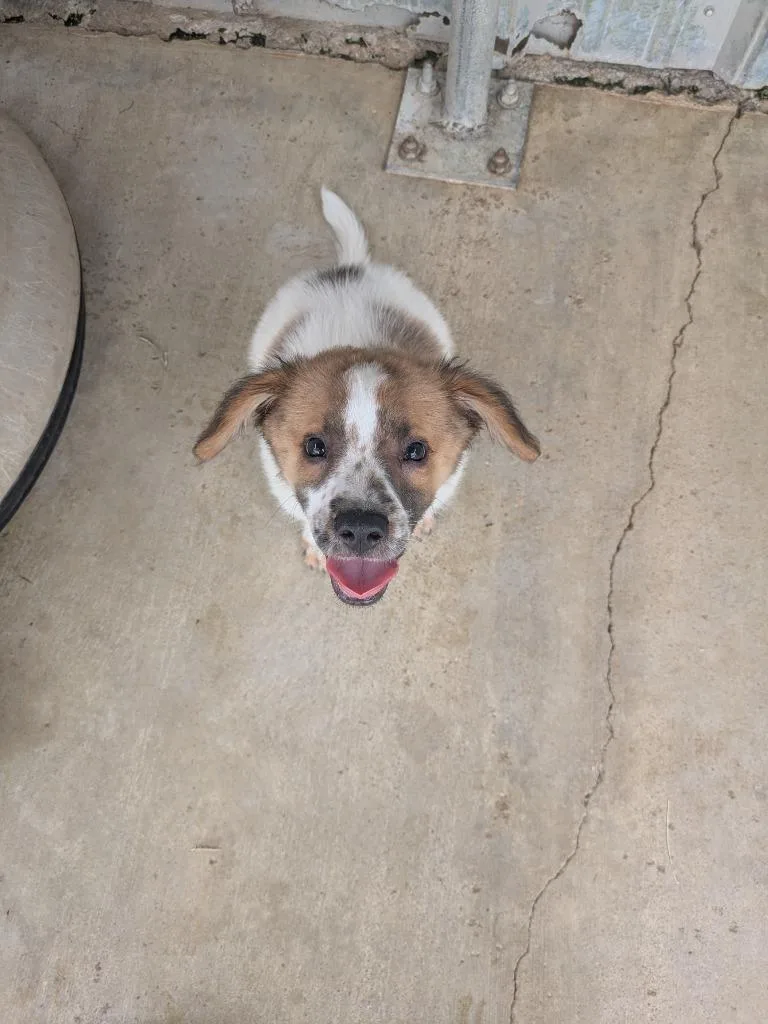 A baby small-sized male Cattle Dog dog named Gordon for adoption in Brownwood, TX