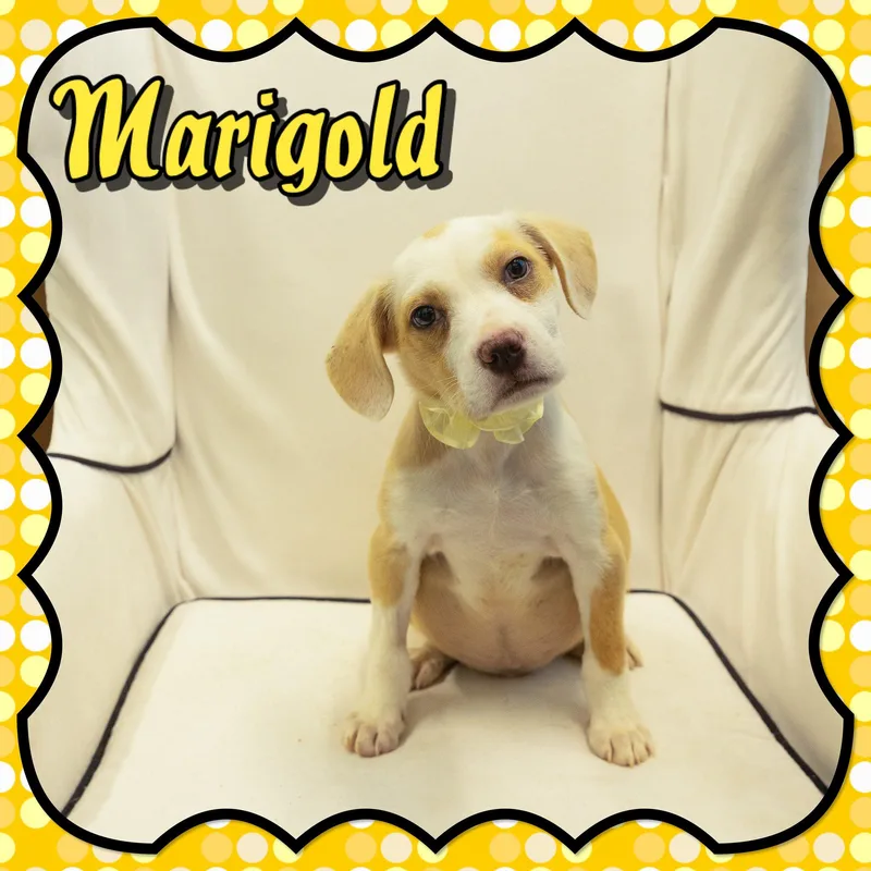 Marigold