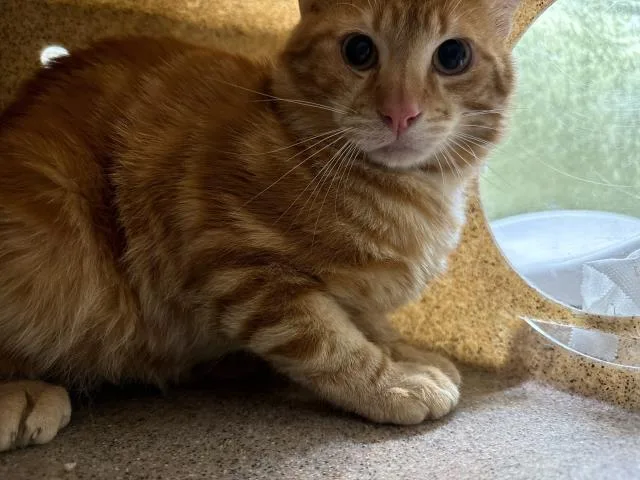 A young small-sized male Domestic Short Hair cat named Cece Cat for adoption in Riverside, CA