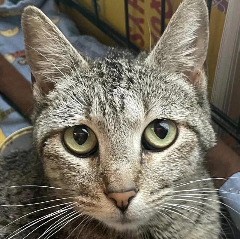 An adult medium-sized female Tabby (Brown / Chocolate) Domestic Short Hair cat named Hope for adoption in Santa Rosa, CA