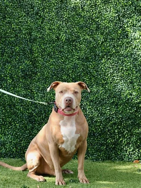 An adult large-sized male Terrier dog named Woody for adoption in Naples, FL