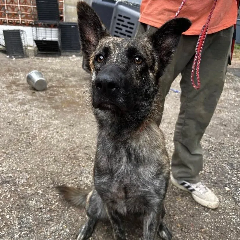 A young medium-sized female German Shepherd Dog dog named Night Owl for adoption in Austin, TX