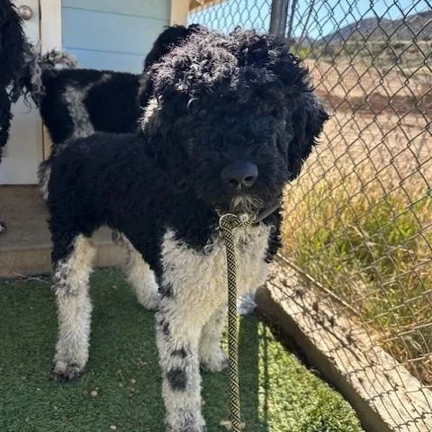 A young large-sized male White / Cream Standard Poodle dog named Hermes for adoption in Agua Dulce, CA