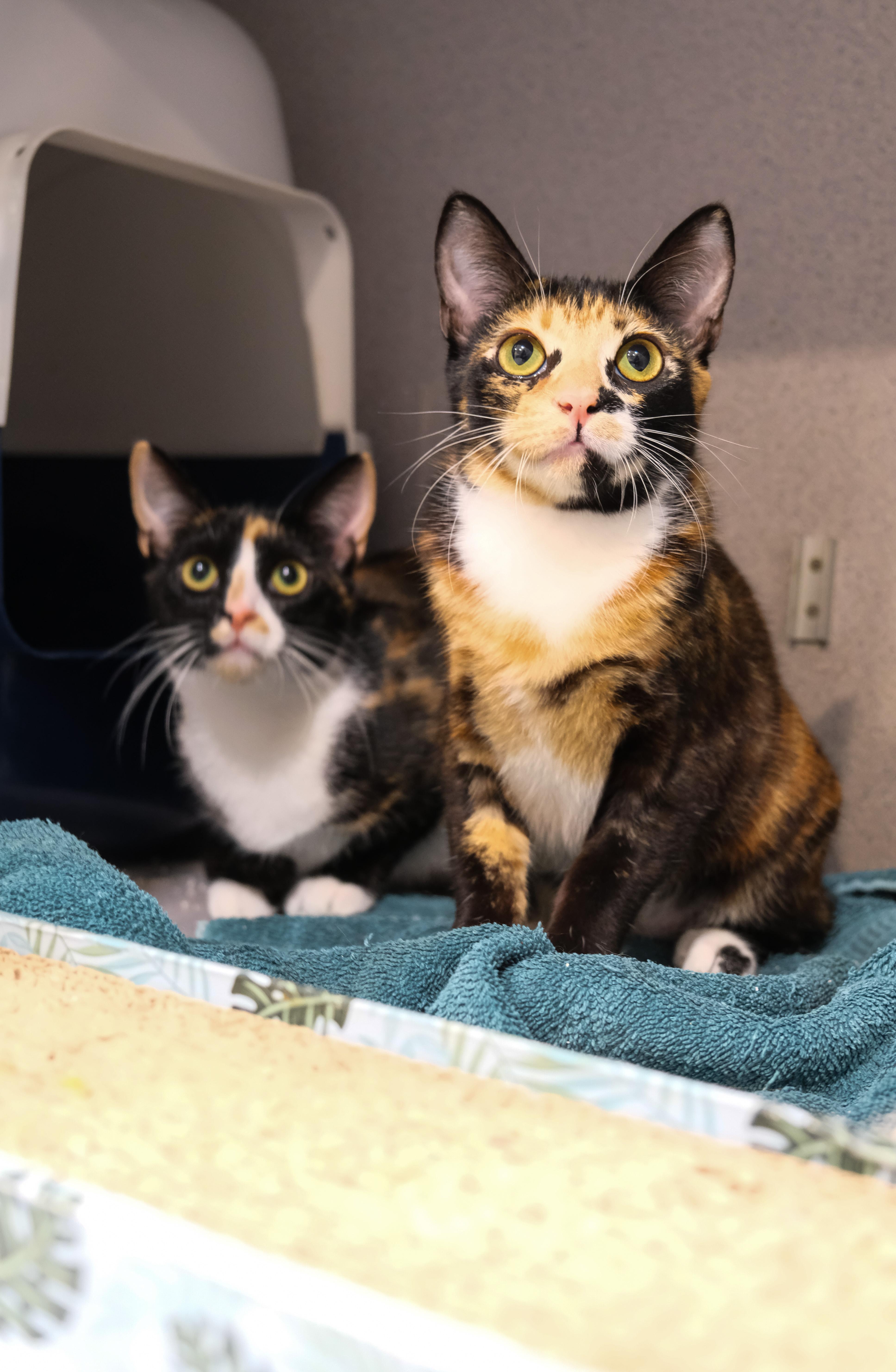 Speckles thumbnail 2