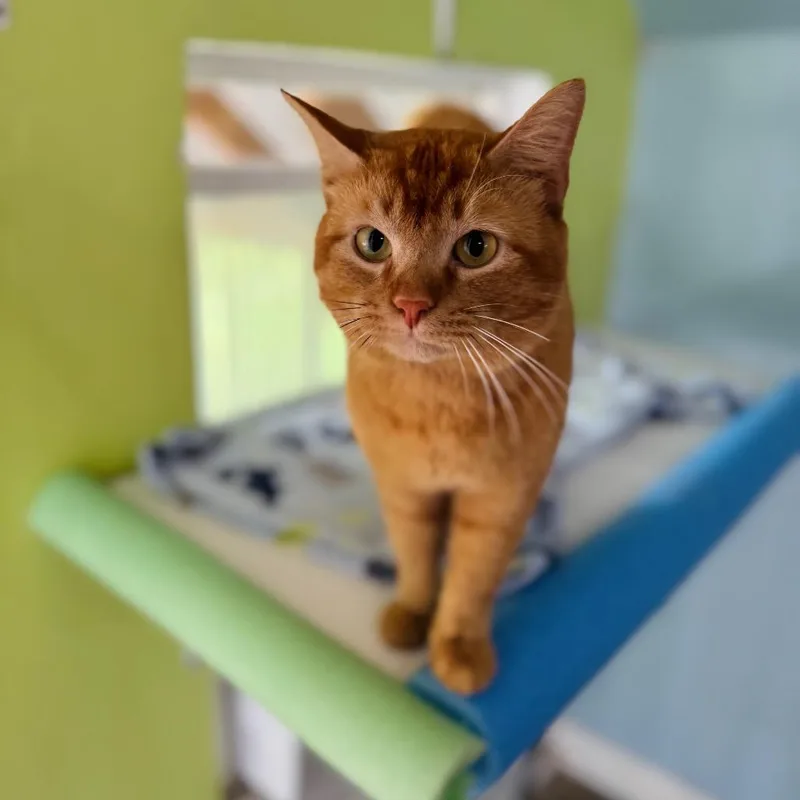 An adult medium-sized male Orange / Red Domestic Short Hair cat named Marvin for adoption in Brownsboro, AL
