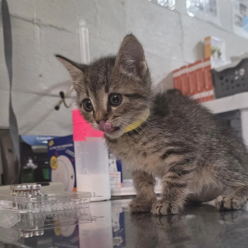 A baby small-sized male Brown / Chocolate Domestic Short Hair cat named Napoleon for adoption in Clanton, AL