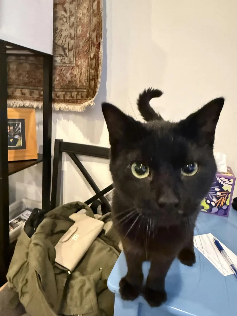 A young medium-sized male Black Domestic Short Hair cat named Koko Bean for adoption in Houston, TX