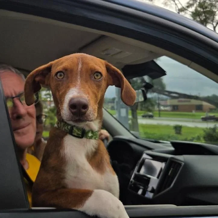 A baby small-sized male Mixed Breed dog named Pumpkin for adoption in Volcano, HI