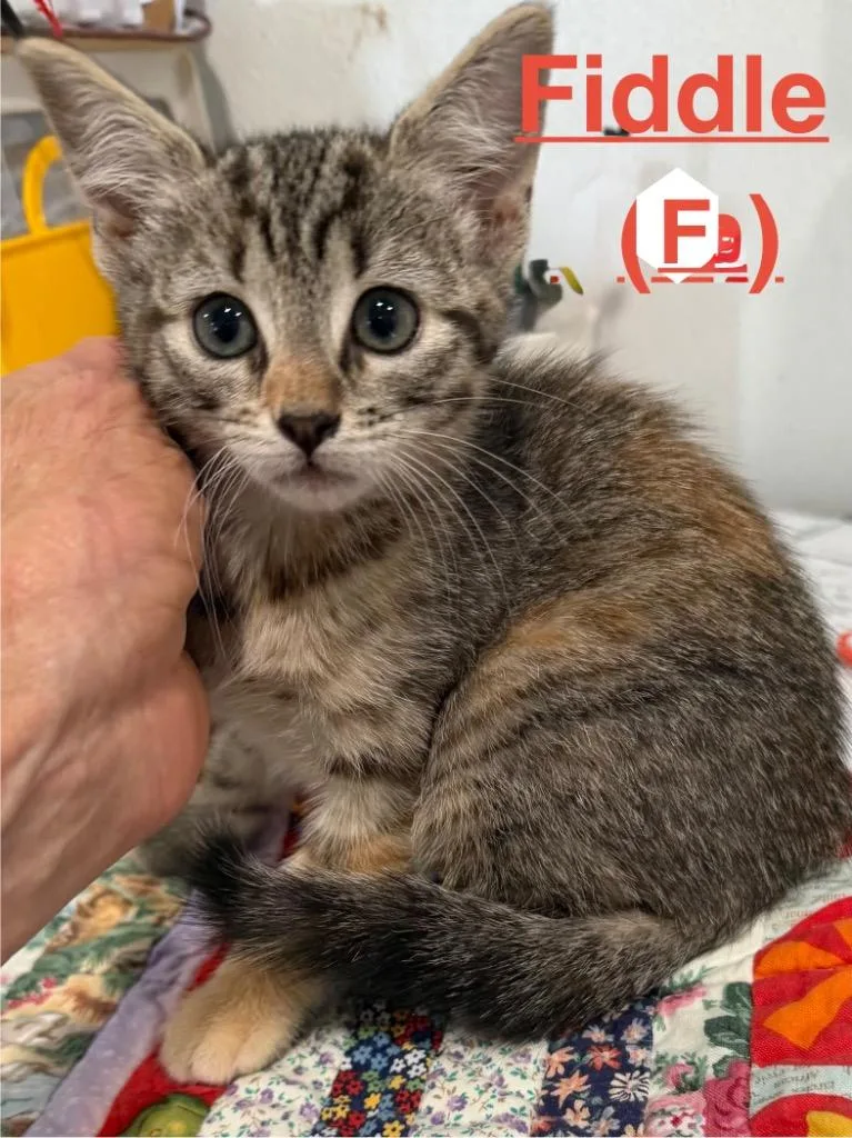 A baby small-sized female Tabby cat named Fiddle for adoption in Brookhaven, MS