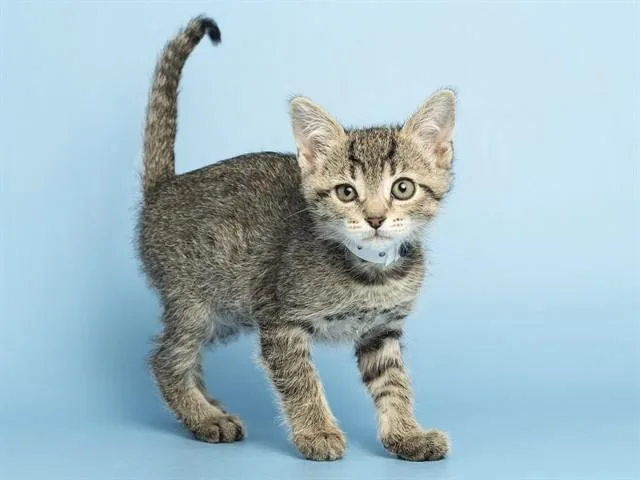 A baby small-sized male Domestic Short Hair cat named Murphy for adoption in Phoenix, AZ