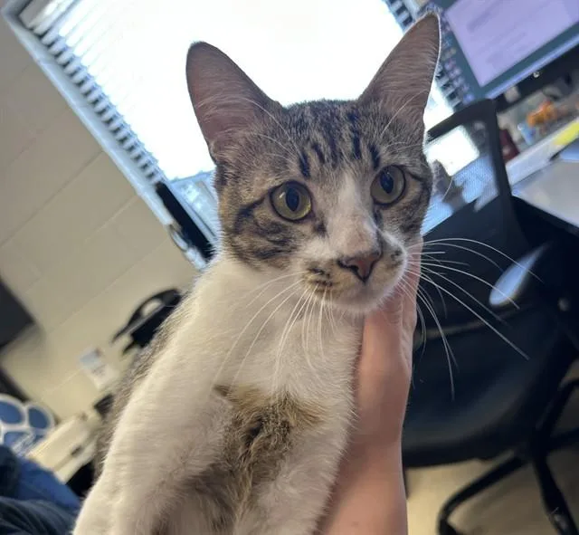 A young small-sized male Domestic Short Hair cat named Longjohn for adoption in Olathe, KS