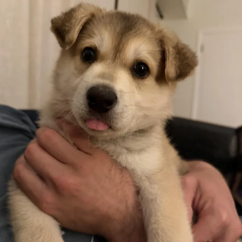 Chonk thumbnail 2