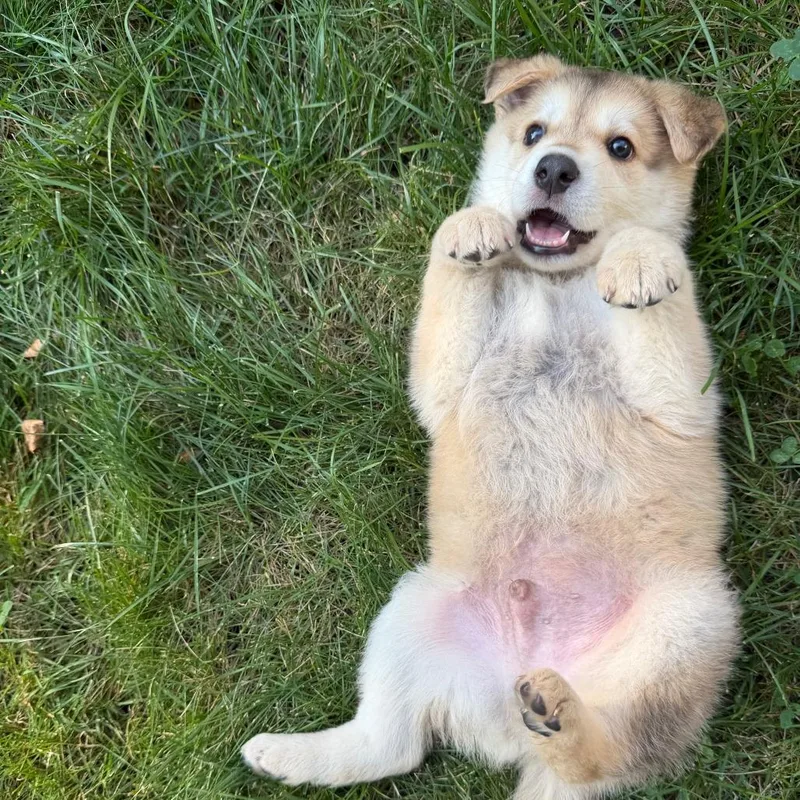 Chonk thumbnail 3
