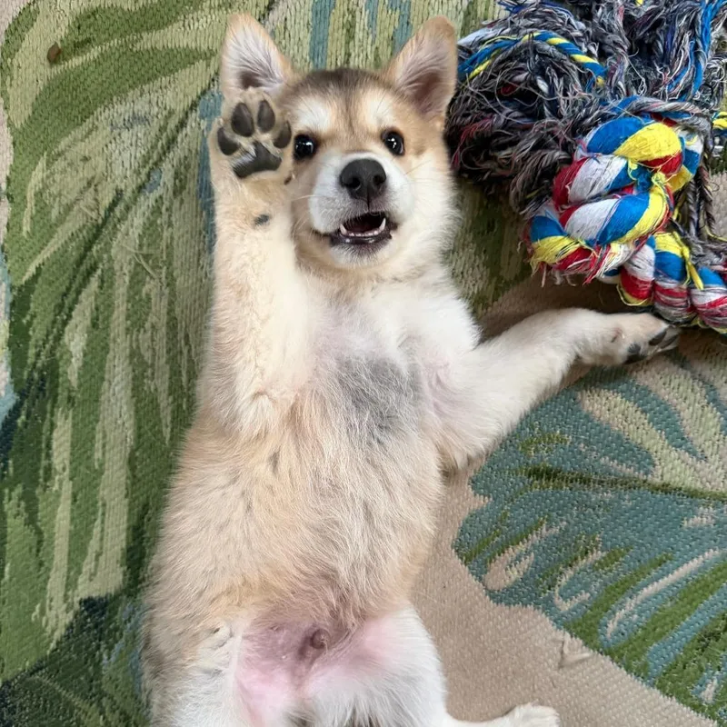 Chonk thumbnail 4