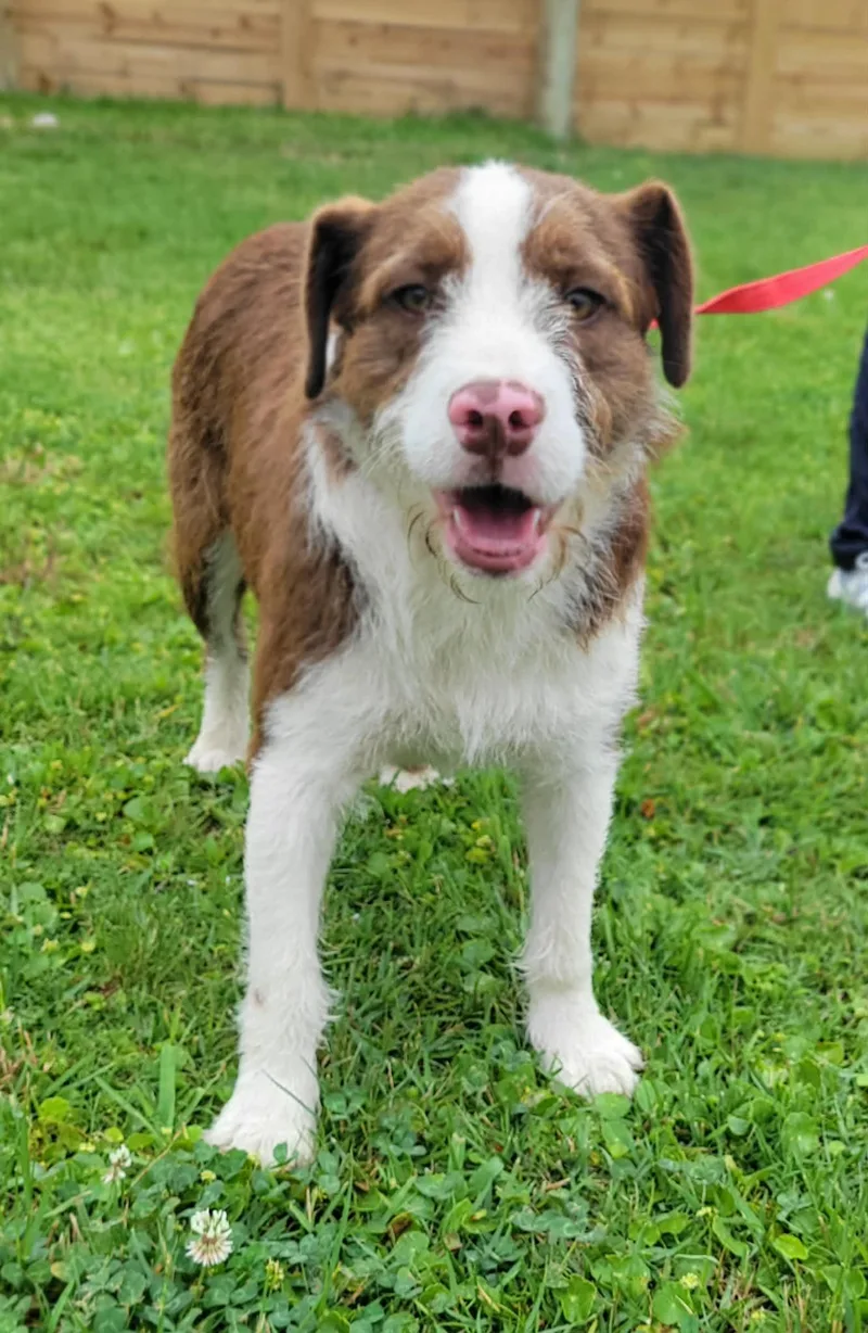 A young medium-sized female White / Cream English Springer Spaniel dog named Cookie for adoption in LaPlace, LA