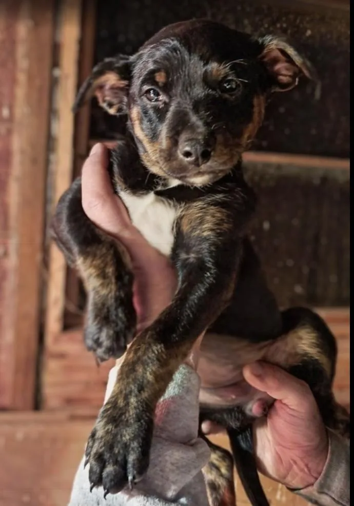 A baby medium-sized female Brindle Border Collie dog named June Bug for adoption in Pinedale, WY