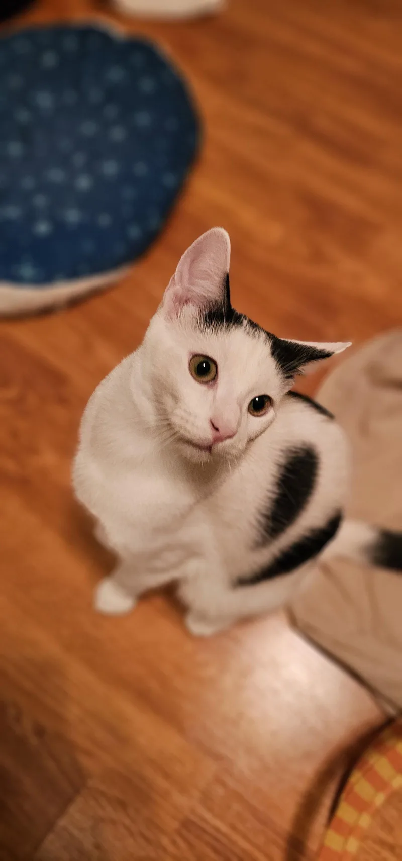 A young small-sized male Black & White / Tuxedo Domestic Short Hair cat named Supra for adoption in Mission Viejo, CA