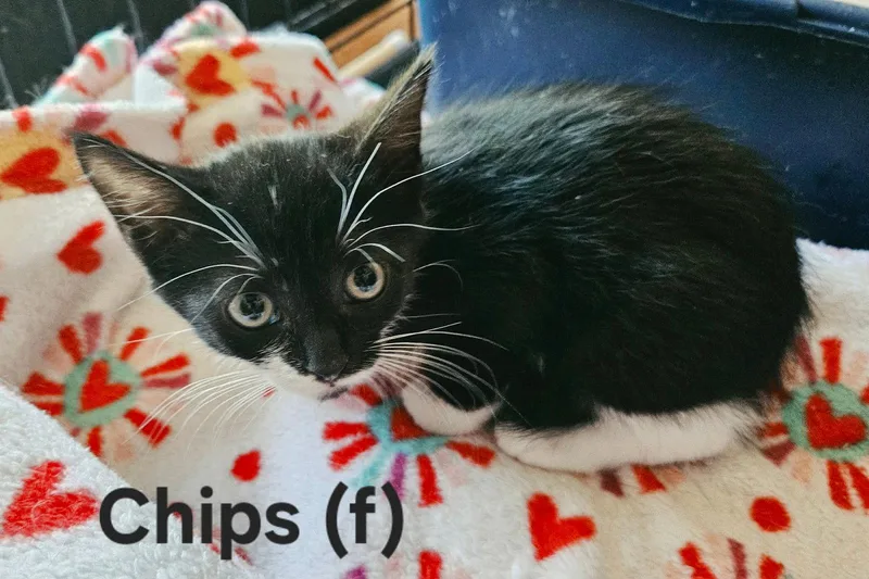 A baby medium-sized female Black & White / Tuxedo Domestic Short Hair cat named Chips  Visit At for adoption in Rustburg, VA