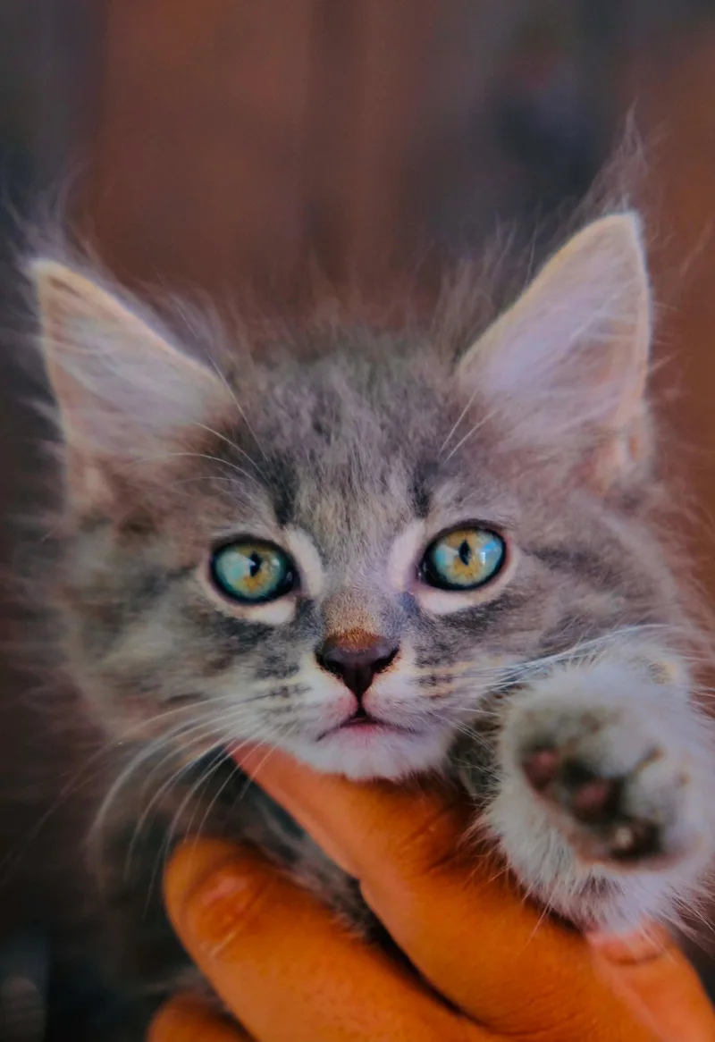 A baby small-sized female Maine Coon cat named Tibs for adoption in San Diego, CA