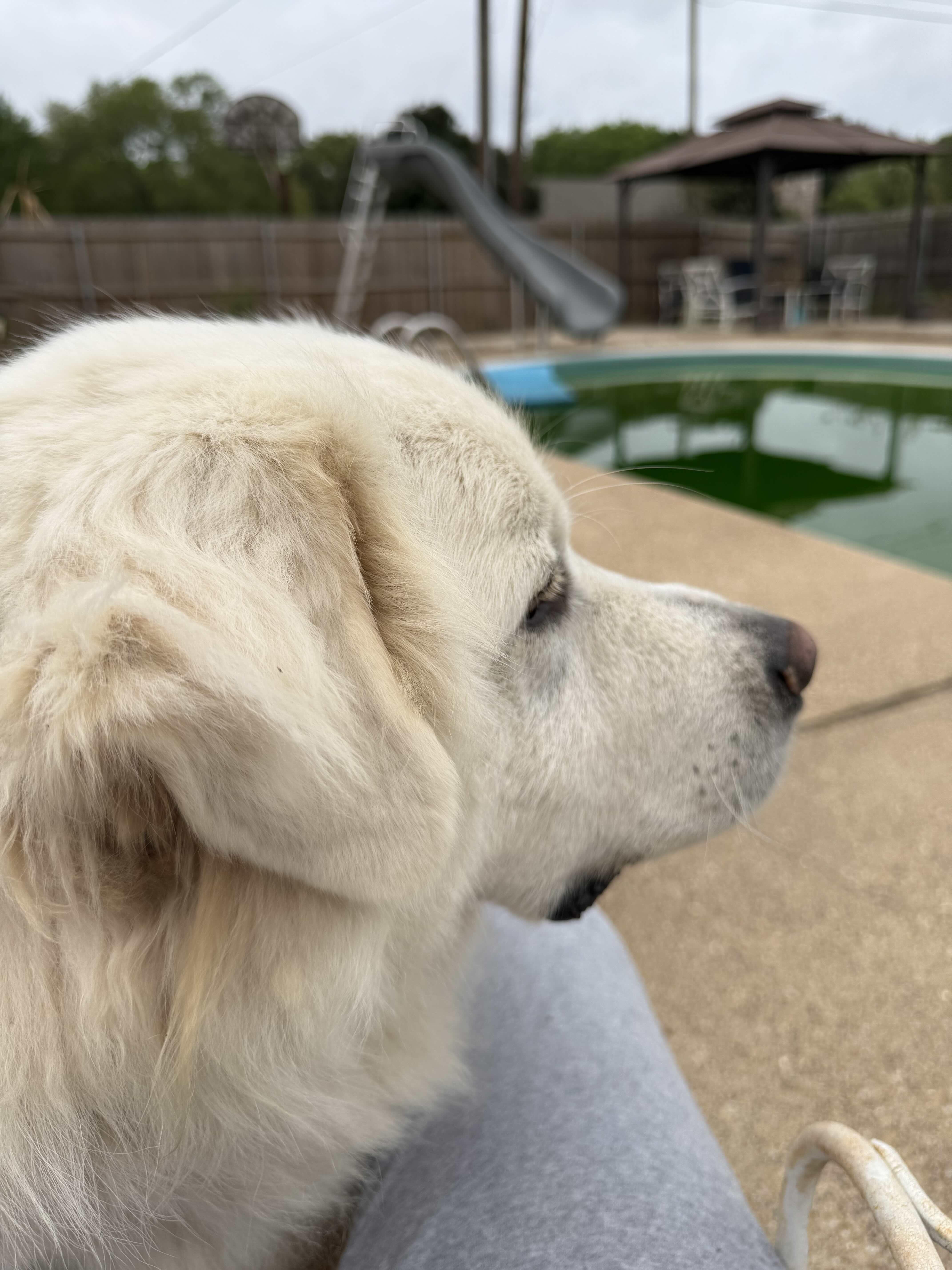 An adult large-sized male Great Pyrenees dog named Hutch Dfw for adoption in Quinlan, TX