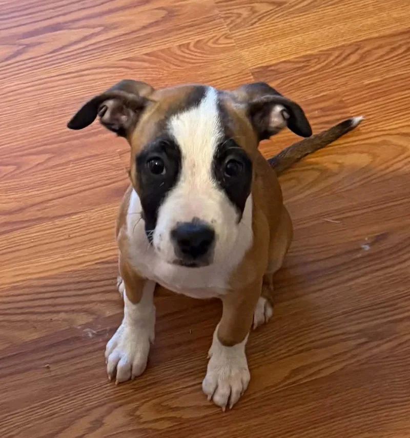 A baby small-sized female Boxer dog named Lovebug for adoption in Shakopee, MN