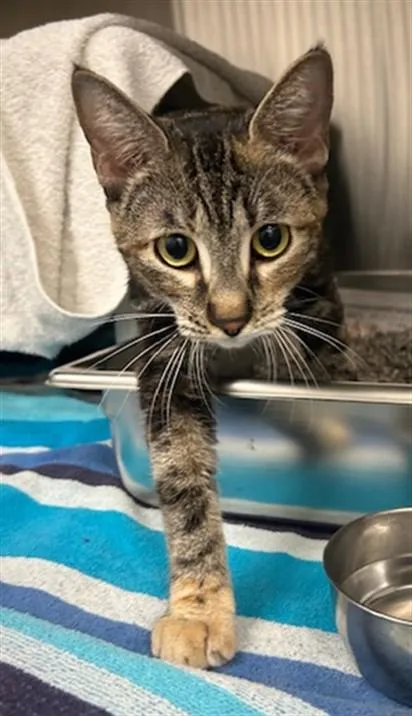 A young medium-sized female Domestic Short Hair cat named Tamara for adoption in Derwood, MD