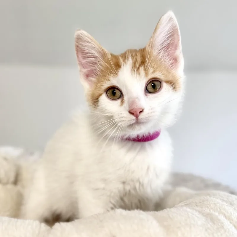 A baby small-sized female White Domestic Short Hair cat named Ember for adoption in Rochester, MN
