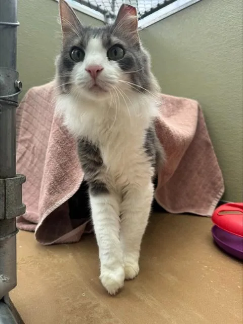 A young medium-sized female Domestic Medium Hair cat named Poppy for adoption in Leesburg, VA