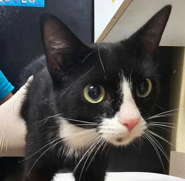 A young small-sized female Domestic Short Hair cat named Fi for adoption in Salisbury, MD