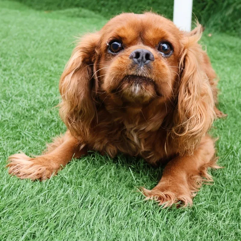 An adult small-sized male Red / Chestnut / Orange Cavalier King Charles Spaniel dog named Chester for adoption in Northbrook, IL