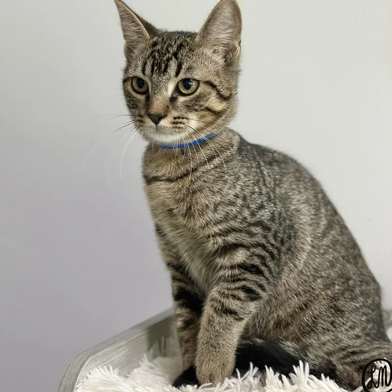 A baby medium-sized male Tabby (Brown / Chocolate) Domestic Short Hair cat named Boozie for adoption in Victor, NY