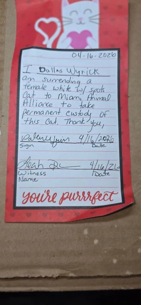 A young medium-sized female Domestic Long Hair cat named Beauty Queen for adoption in Miami, OK