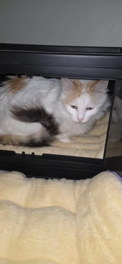 Beauty Queen thumbnail 2