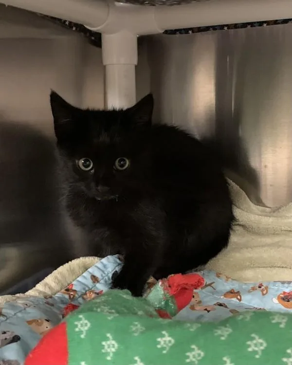 A baby small-sized male Domestic Short Hair cat named Crackle for adoption in Santa Rosa, CA
