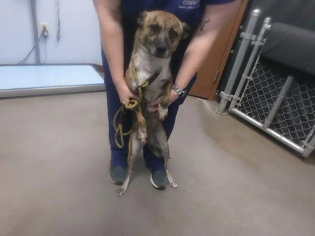 An adult large-sized female Dutch Shepherd dog named Arya for adoption in Phoenix, AZ