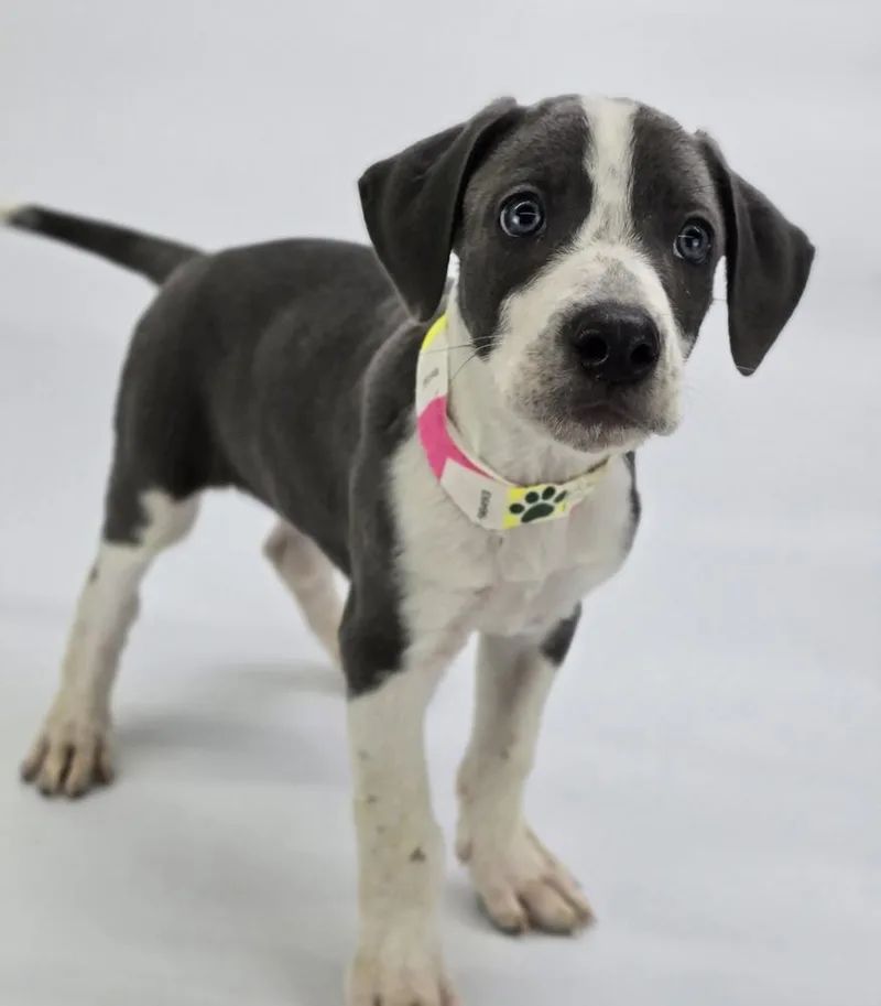 A baby large-sized male Gray / Blue / Silver Great Dane dog named Pragus for adoption in Sedalia, CO