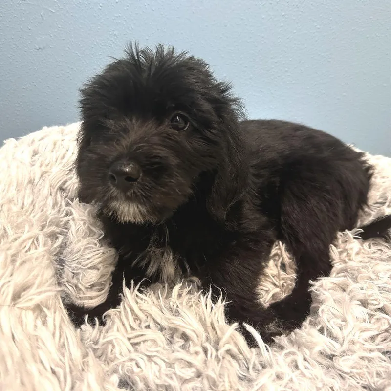A baby medium-sized male Black Mixed Breed dog named Usopp for adoption in Park City, UT