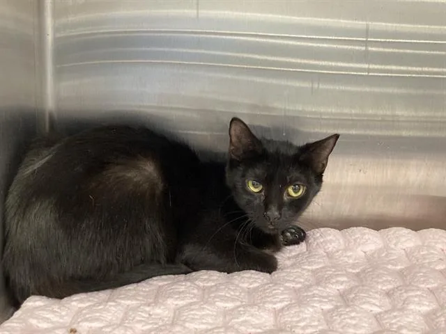 A young medium-sized female Domestic Short Hair cat named Bailey for adoption in Tustin, CA