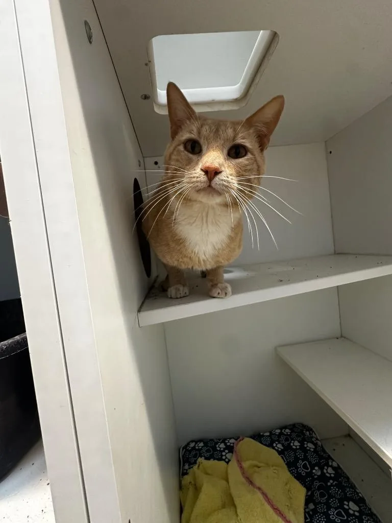 A young medium-sized male Domestic Short Hair cat named Tigger for adoption in Newcastle, OK