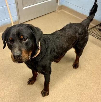 An adult extra large-sized male Mixed Breed dog named Kavi for adoption in Chamblee, GA