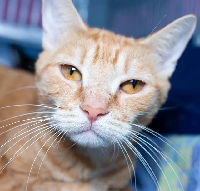 An adult medium-sized female Domestic Short Hair cat named Butter for adoption in Boston, MA
