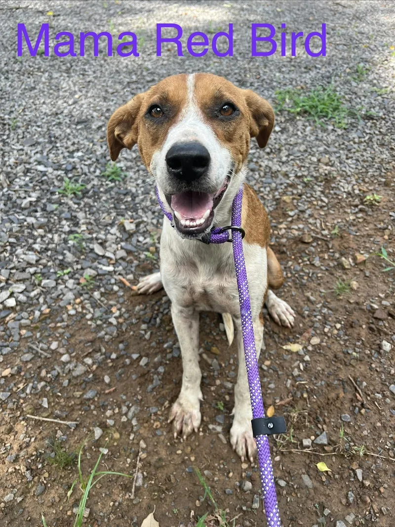 An adult medium-sized female Labrador Retriever dog named Mama Red Bird for adoption in Zimmerman, MN