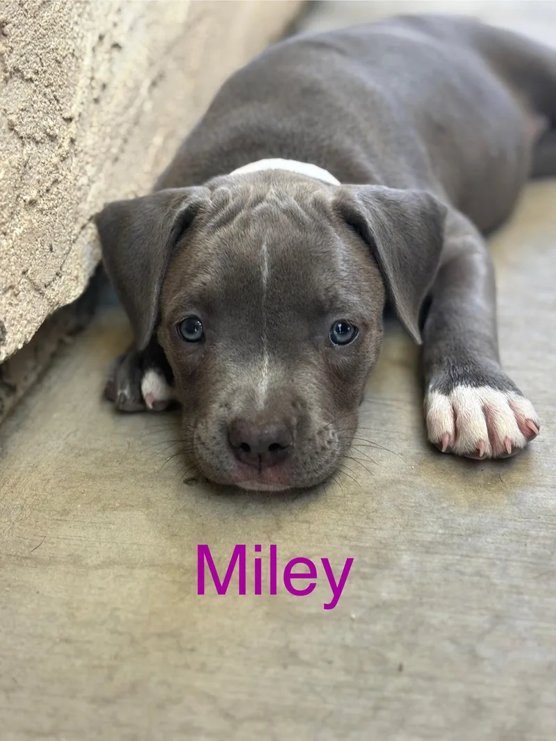 A baby medium-sized female American Staffordshire Terrier dog named Dolly's Dreamers Miley for adoption in San Diego, CA