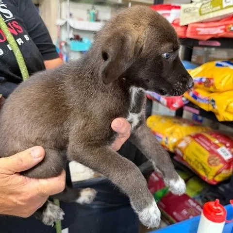 A baby medium-sized female Black Mixed Breed dog named Diane for adoption in Chicago, IL
