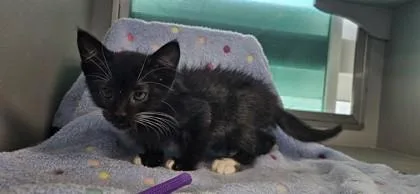 A baby small-sized male Domestic Short Hair cat named Crackle for adoption in Edgewood, NM