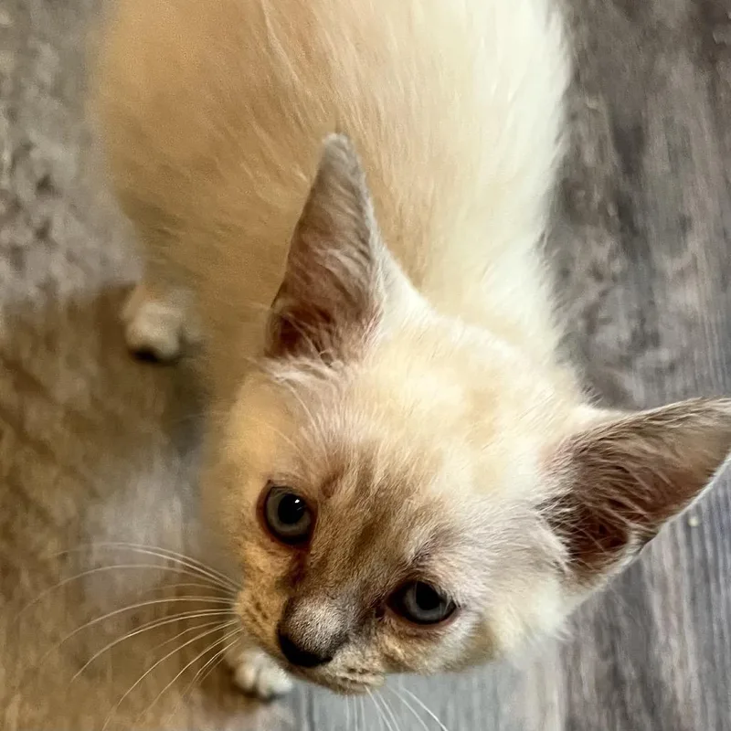 A baby small-sized female Cream / Ivory Domestic Short Hair cat named Coral Princess for adoption in Volcano, HI